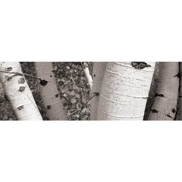 This digital archival print size is 18" x 12" printed on 19" x 13" Vibrance Matte Paper from Breathing Color in Austin,...