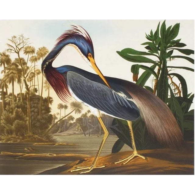 1990 Louisiana Heron After John James Audubon Reproduction Print For Sale