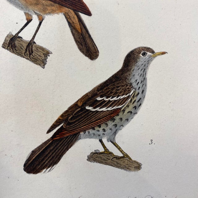 18th Century French Antique 18th Century "La Rousserolle" Bird Engraving Hand Colored Artwork For Sale - Image 5 of 8