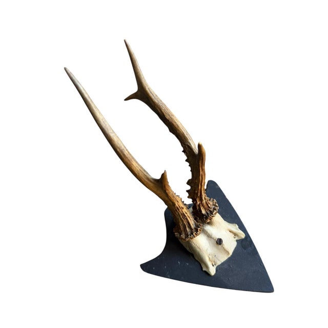 Roe deer trophy monted on unusual wood plaque. 9" x 5.25" x 7.5"