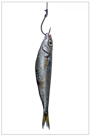 Anchovy — Sivan Roshianu, Limited Edition Metal Print (Edition of 5)