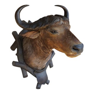 Large Antique Taxidermy of a Water Buffalo, Austria Ca. 1900 For Sale