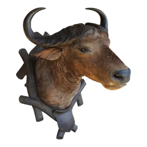 Large Antique Taxidermy of a Water Buffalo, Austria Ca. 1900