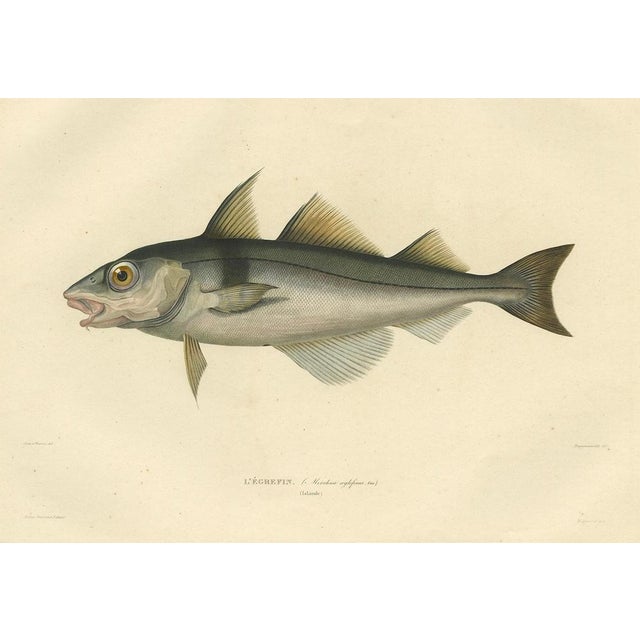 Mid 19th Century After Bévalet, Haddock (Légrefin), 1842, Print For Sale - Image 5 of 10