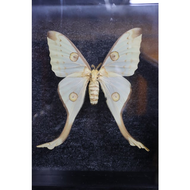 Framed female comet moth (Argema mittrei) specimen displayed in a black wood shadow box with glass front and back,...
