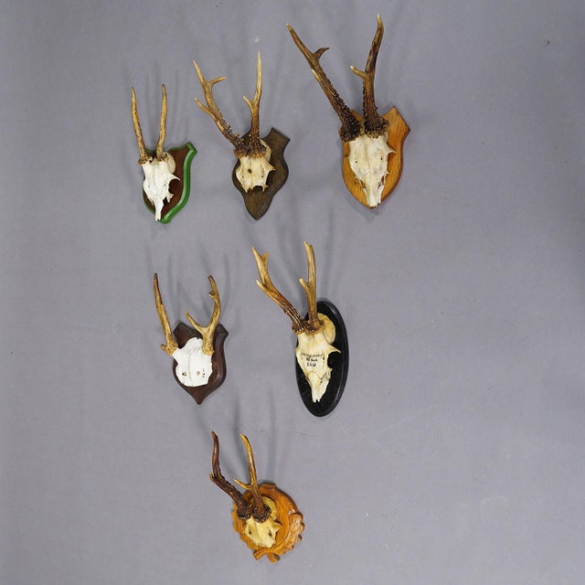 Set of Six Black Forest Roe Deer Trophies on Wooden Plaques - Germany A set of six old trophies of roe deer (Capreolus...