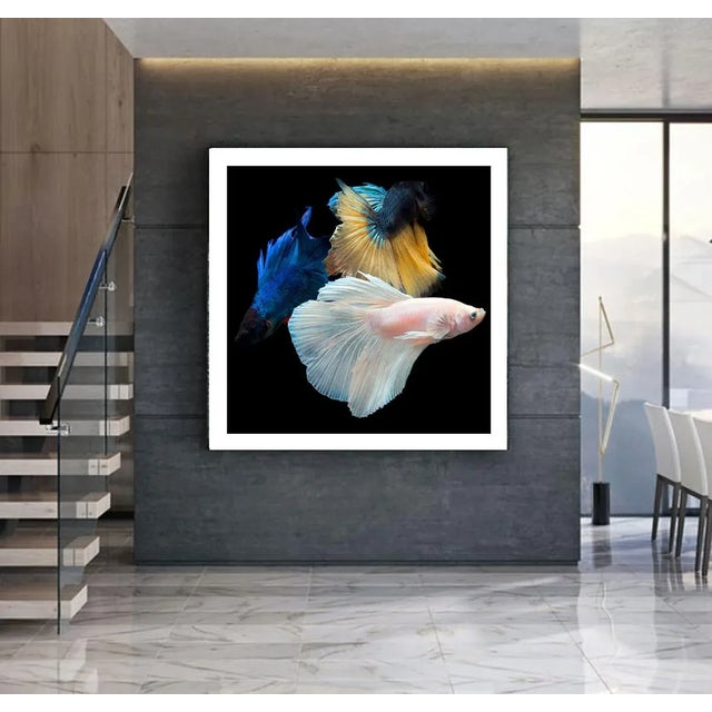 Color Photograph of 3 Beta Fish Swimming On Black Printed On Archival Fine Art Paper