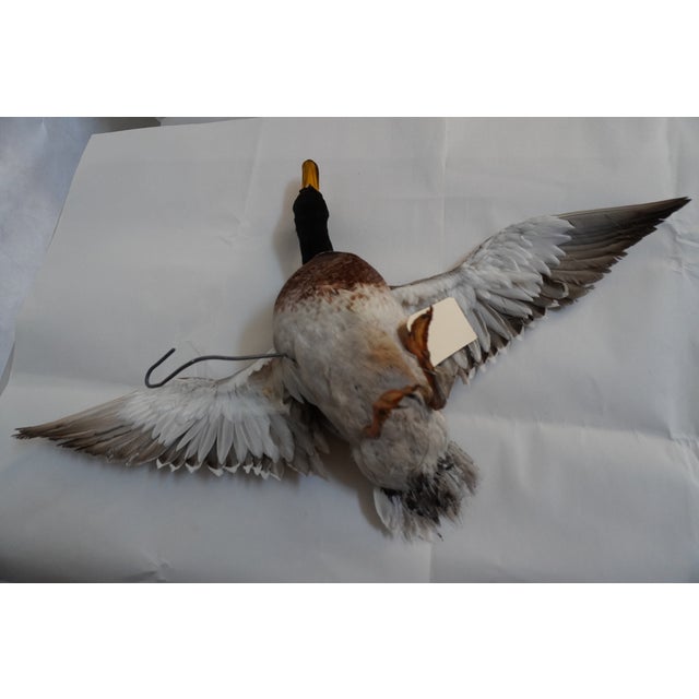 Textile Taxidermy Flying Mallard Duck For Sale - Image 7 of 13