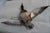 Textile Taxidermy Flying Mallard Duck For Sale - Image 7 of 13