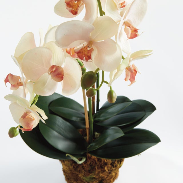 Contemporary Phalaenopsis Orchid Drop-In 23" For Sale - Image 3 of 5
