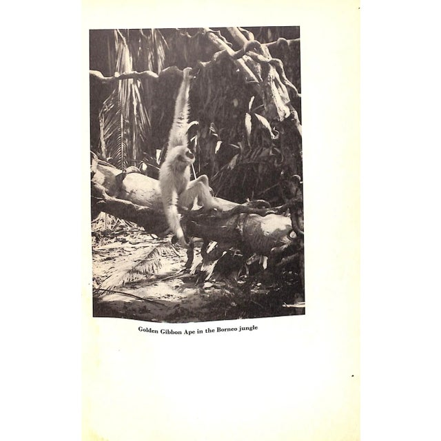 "I Married Adventure" 1940 Johnson, Osa For Sale - Image 9 of 13