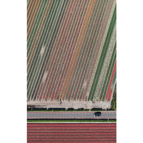 Bernhard Lang, av_tulip_fields_010: Aerial View, Limited Edition Photograph For Sale