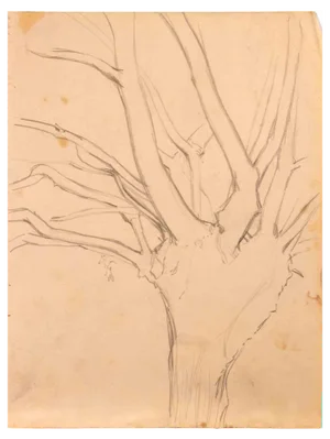 Reynold Arnould, Tree, 1970s, Drawing