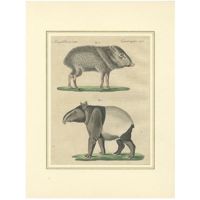 Bertuch, Malayan Tapir & Collared Peccary, 1815, Engraving For Sale - Image 9 of 9