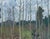 Realism 1960s Impressionism Forest Oil Painting, Ukrainian Art, 1966 46,5-60 For Sale - Image 3 of 6