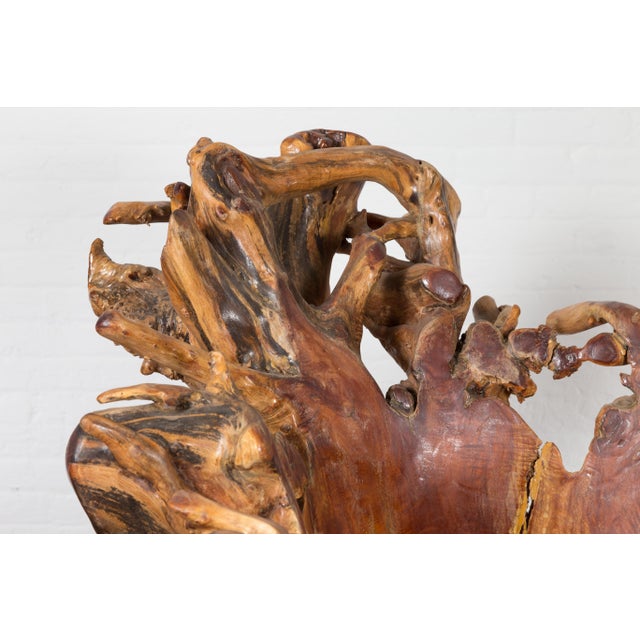 Vintage Chinese Hand Crafted Camphor Wood Root Chair with Light Varnish For Sale - Image 10 of 12