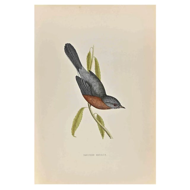 Alexander Francis Lydon, Dartford Warbler, Woodcut Print, 1870 For Sale