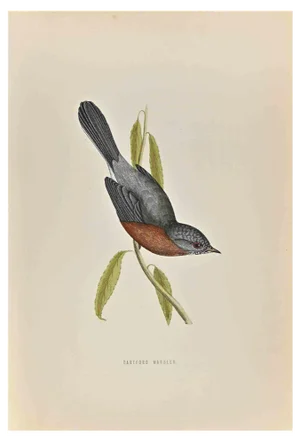 Alexander Francis Lydon, Dartford Warbler, Woodcut Print, 1870