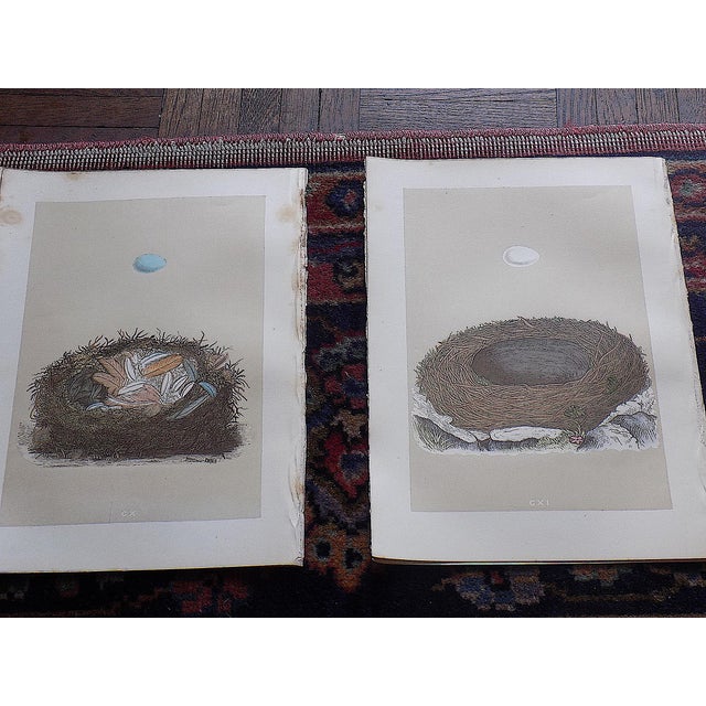 This set of twelve (12) authentic antique 19th century hand colored stone lithographs (not offset) by Reverend F.O. Morris...