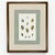 A beautifully cohesive set of three early 19th-century hand-colored Sowerby shell studies, newly presented in solid walnut...