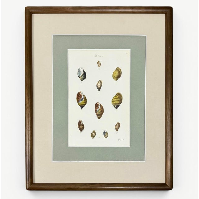 A beautifully cohesive set of three early 19th-century hand-colored Sowerby shell studies, newly presented in solid walnut...