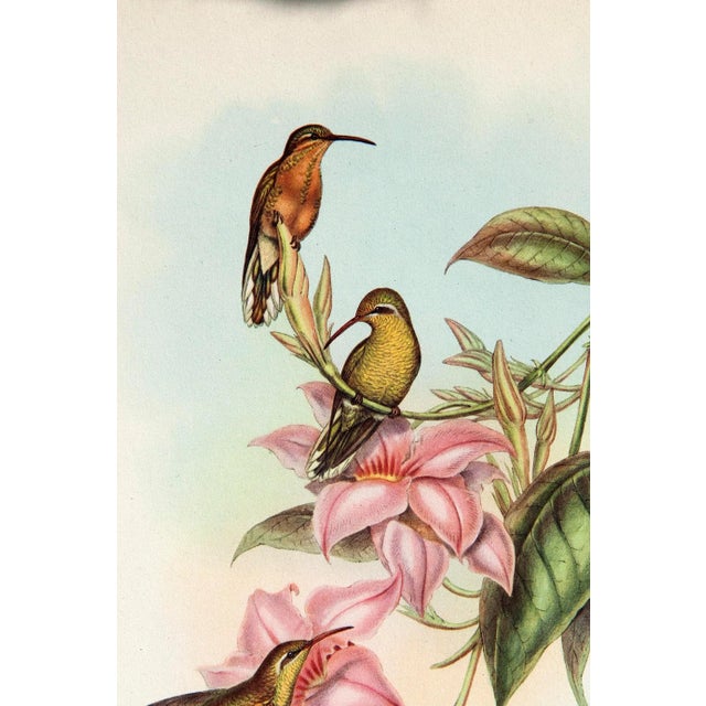 John Gould Hummingbird Lithographs, 1940s - Set of 6 For Sale - Image 4 of 14