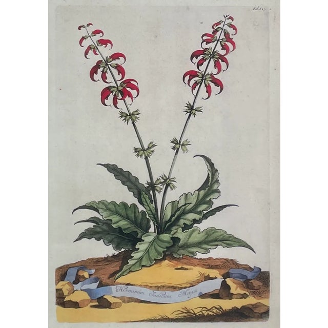 2000 - 2009 Trowbridge Framed Botanical Prints Set of Two, Abraham Munting For Sale - Image 5 of 7