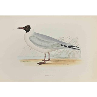 Alexander Francis Lydon, Masked Gull, Woodcut Print, 1870 For Sale