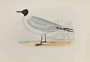 Alexander Francis Lydon, Masked Gull, Woodcut Print, 1870