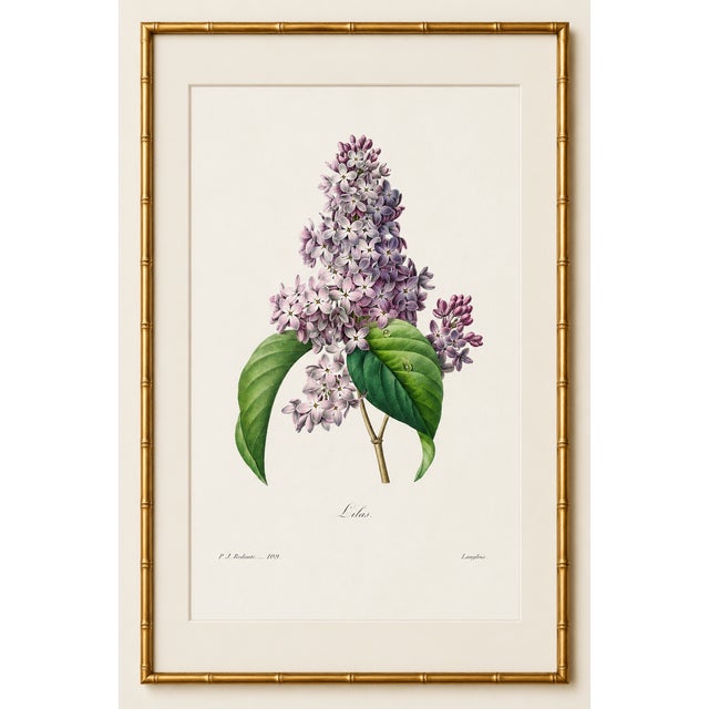Paper Lilac by Redouté, Vintage Botanical Art Print, 32" X 48" For Sale - Image 7 of 10