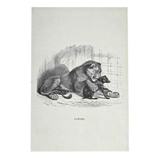 Paul Gervais, The Lion, Original Lithograph, 1854 For Sale