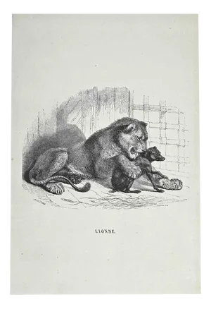 Paul Gervais, The Lion, Original Lithograph, 1854