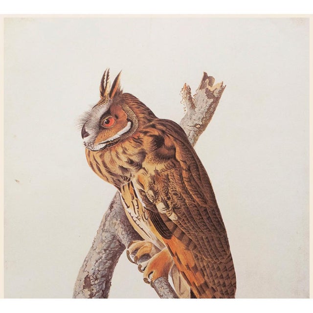 Farmhouse Long-Eared Owl After John J. Audubon, 1966 Cottage Print For Sale - Image 3 of 10