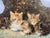 Eugène Louis Lambert, Cats, 19th Century, Watercolor and Gouache For Sale - Image 4 of 10