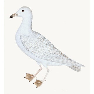 Larus (White Gull) Plate 25 by Olof Rudbeck For Sale
