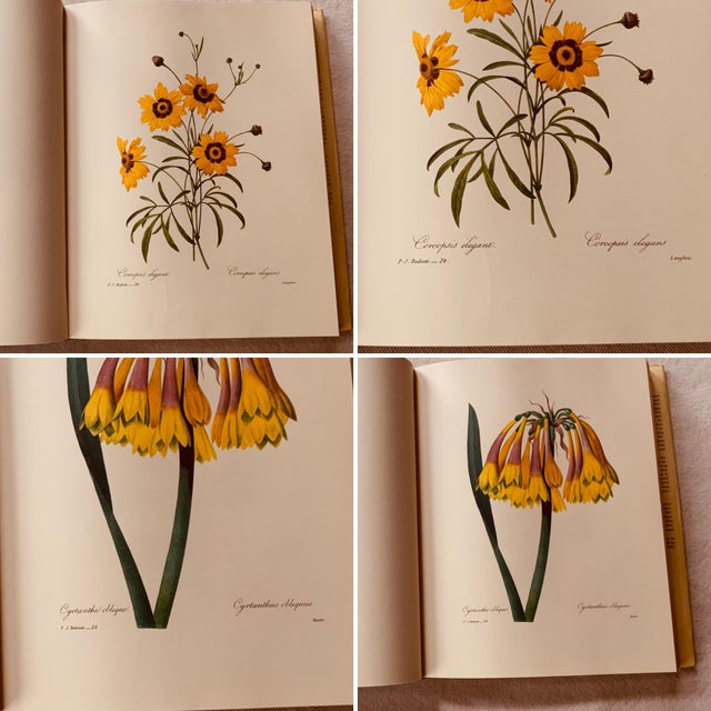 Paper Redouté "Beautiful Flowers and Fruits" | Large Format Botanical Book For Sale - Image 7 of 18
