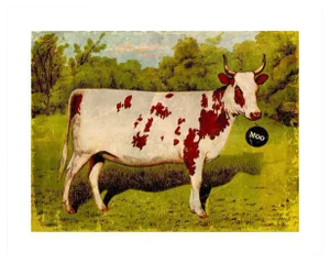 Archival "Moo" Antique Print