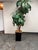 Faux Bird Nest Palm + Black Tapered Planter For Sale In San Francisco - Image 6 of 12