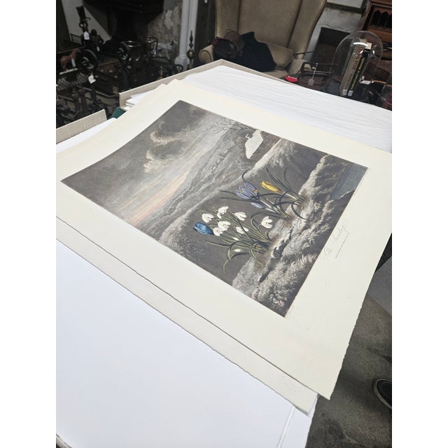 2000 - 2009 2000s Thornton Pl. 3, the Snowdrop Kew Gardens Oppenheimer Editions Print For Sale - Image 5 of 6