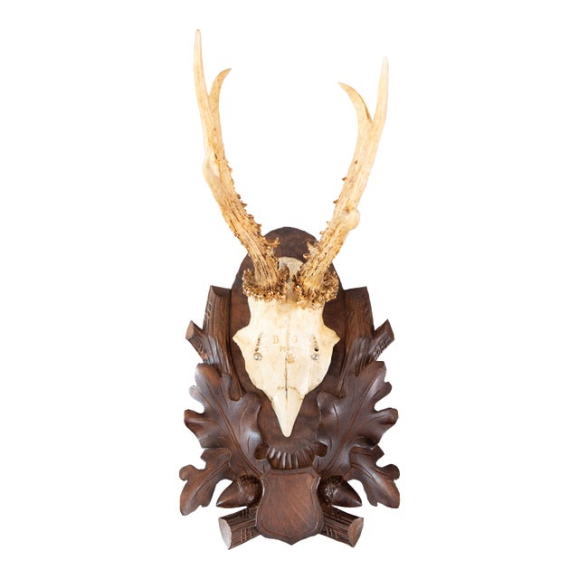 Antique Black Forest Roe Deer Antlers Hunting Trophy 1906 Mount For Sale