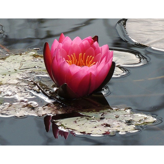 "Lotus Pond" Contemporary Color Photograph by Dorothy Solomon For Sale - Image 4 of 4