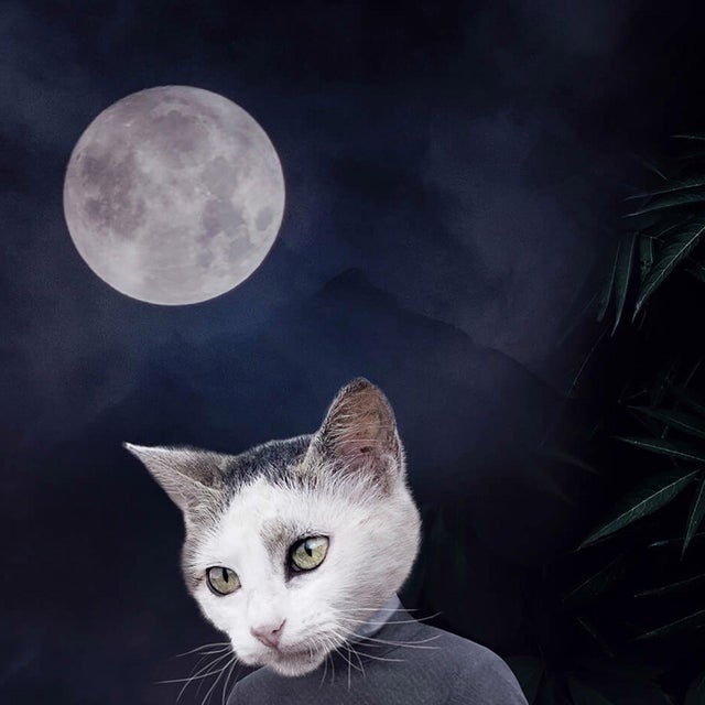 Moonlight's Tale presents an enchanting scene where anthropomorphic cats take center stage, dressed in vintage attire...