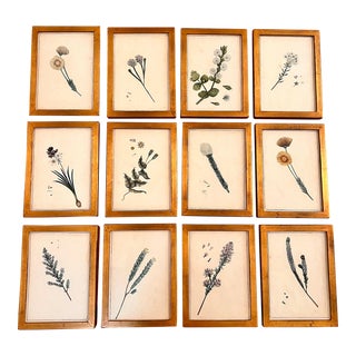 Mid 18th Century Set of 12 Rare Antique Botanical Prints, Framed For Sale