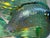 Vintage Hand Blown David Tate Studio Glass Iridescent Green Gold Fish Sculpture For Sale In New York - Image 6 of 15