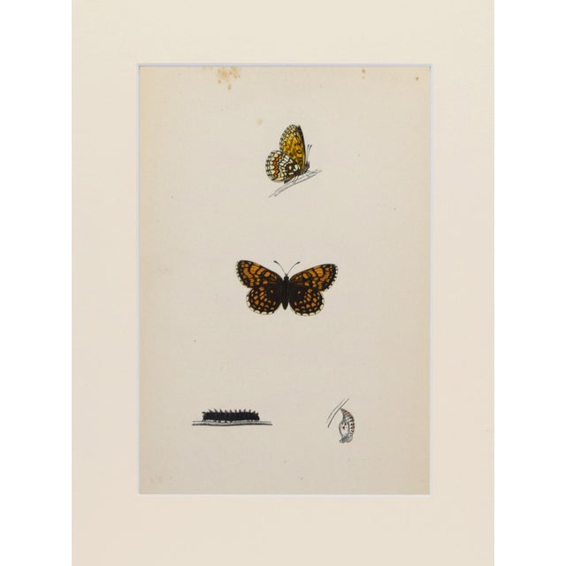 Hand colored butterfly lithograph showing different stages and sexes of a butterfly species from caterpillar to chrysalis...