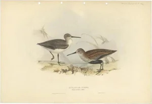 Gould, Dunlin Bird, 1832, Paper