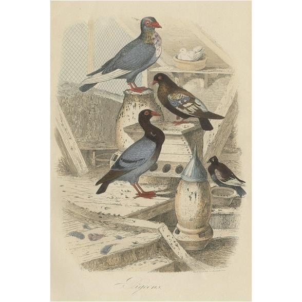 Havard, Illustration of Pigeons, 1854, Print For Sale - Image 6 of 6