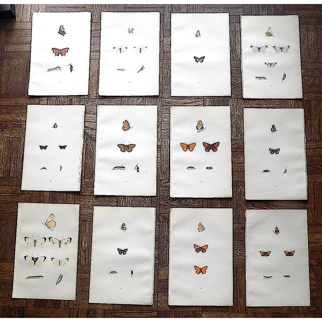 Antique 19th Century Hand Colored Butterfly Lithographs - Set of 12 For Sale - Image 12 of 12