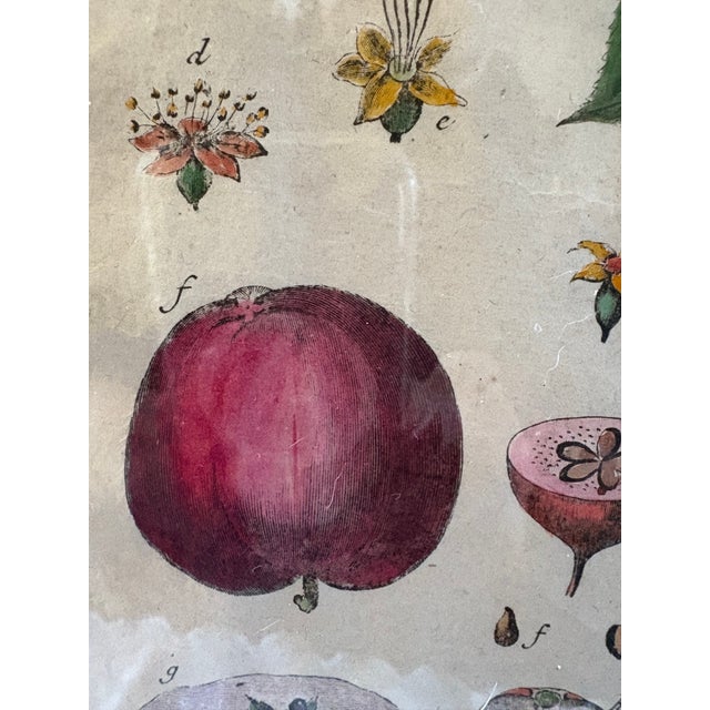 Pair of Hand Colored 19th C Engravings of Fruit For Sale - Image 10 of 18