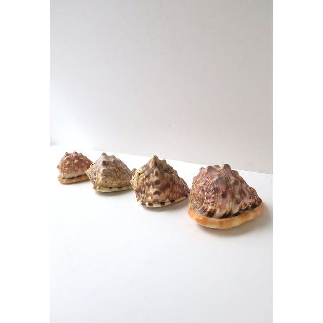 A curated grouping of four (4) natural cowrie seashells, Organic Modern style, Indo‑Pacific, circa early 20th century....